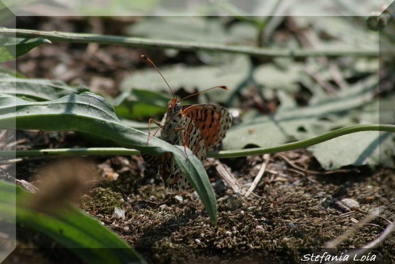 Melitaea didyma